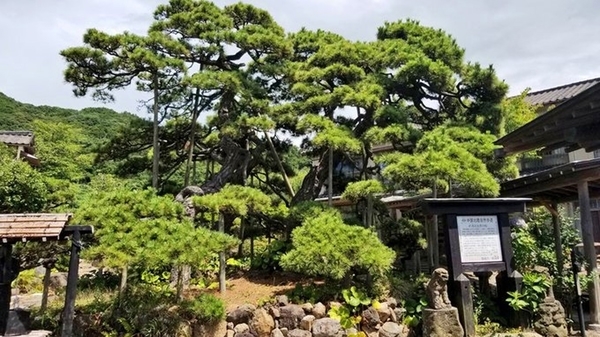 【寺泊野積の伝説】800年生きた女性「八百比丘尼」とは？人魚の肉・不老長寿の物語