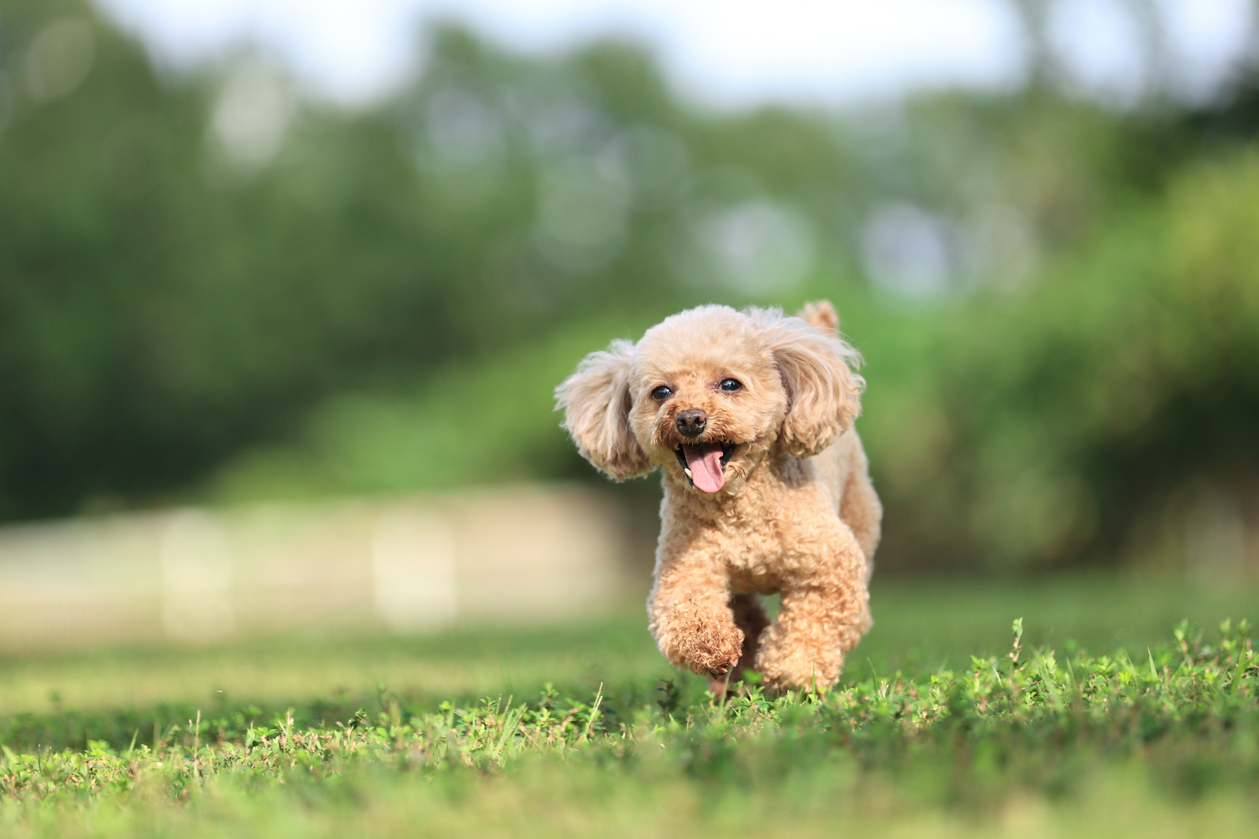 新潟・寺泊で愛犬と泊まれる一棟貸し。次の旅行は、VUE TERADOMARIで一緒に。