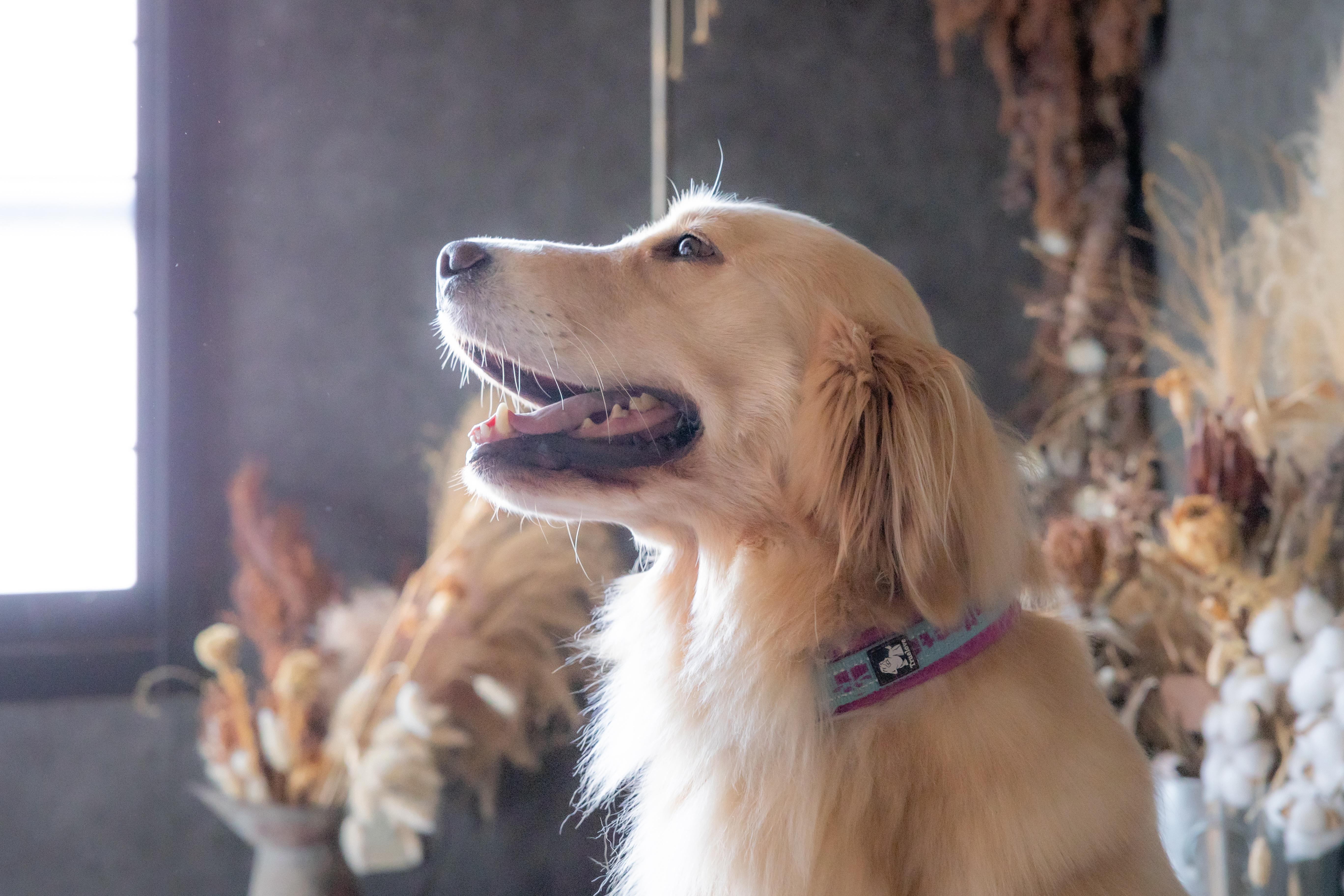犬がじっとできなくても大丈夫｜人見知り・吠える子でも安心なドッグフォトの流れ【府中・昭島・羽村・東大和・日野】