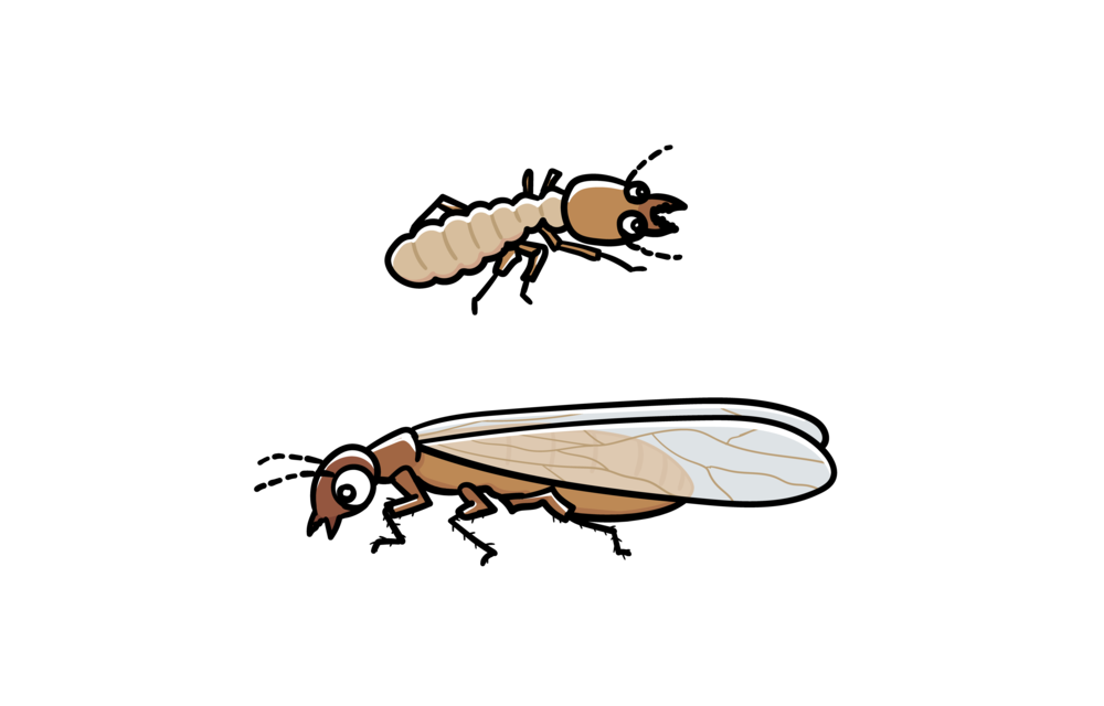 「自宅で羽アリが出た！」それ、シロアリかもしれません。