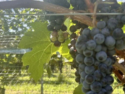 9月、10月の見学について