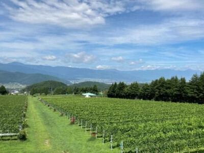 ワイナリー工場見学につきまして