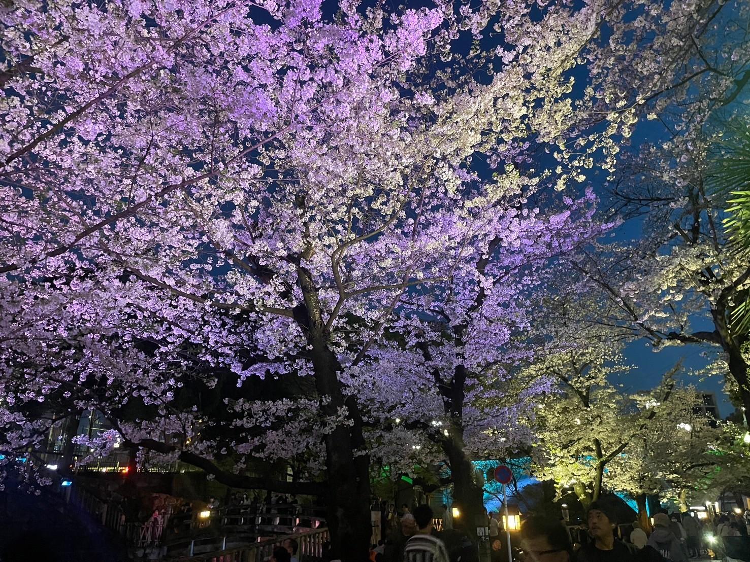 東京・王子】桜の名所飛鳥山散策、音無川のプレミアムシートで桜鑑賞