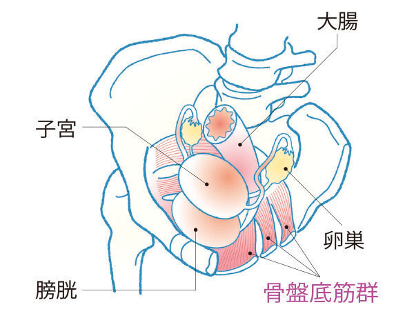 【Part1】尿漏れの原因は骨盤の歪み？