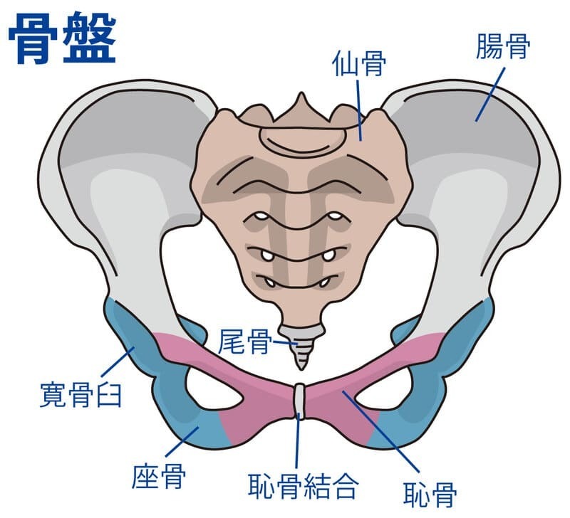 産後の骨盤の恥骨・尾てい骨の痛みについて