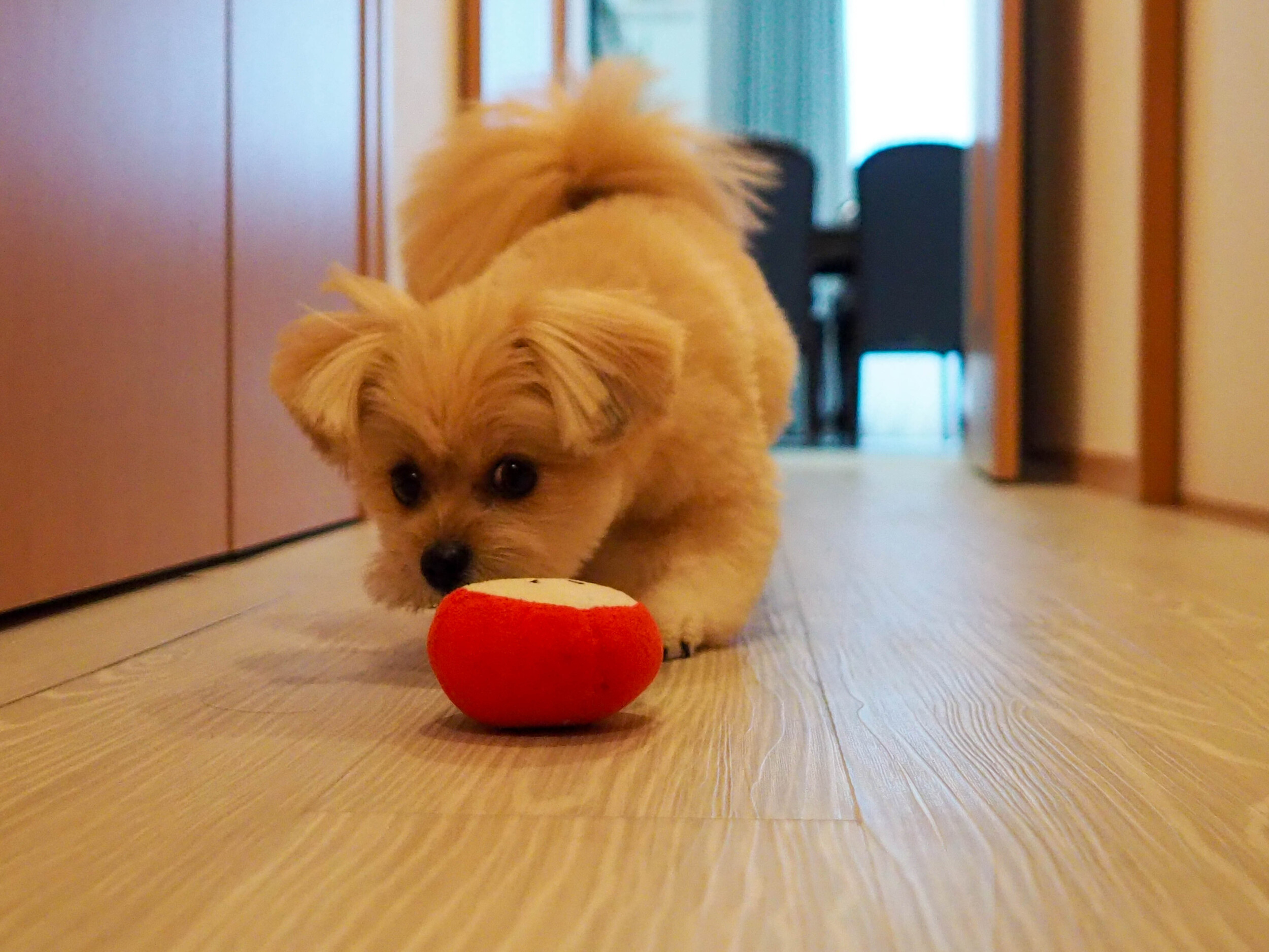 愛犬の健康を考える床