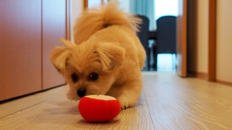 愛犬のためのおうち相談&体験ブース紹介♪