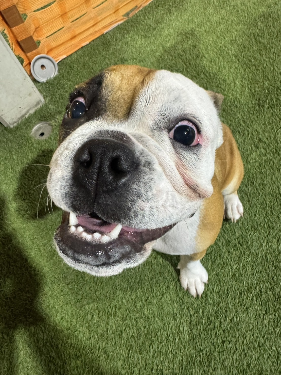 🐾【今日のわんこ】ラテ｜30日間無料体験スタート！