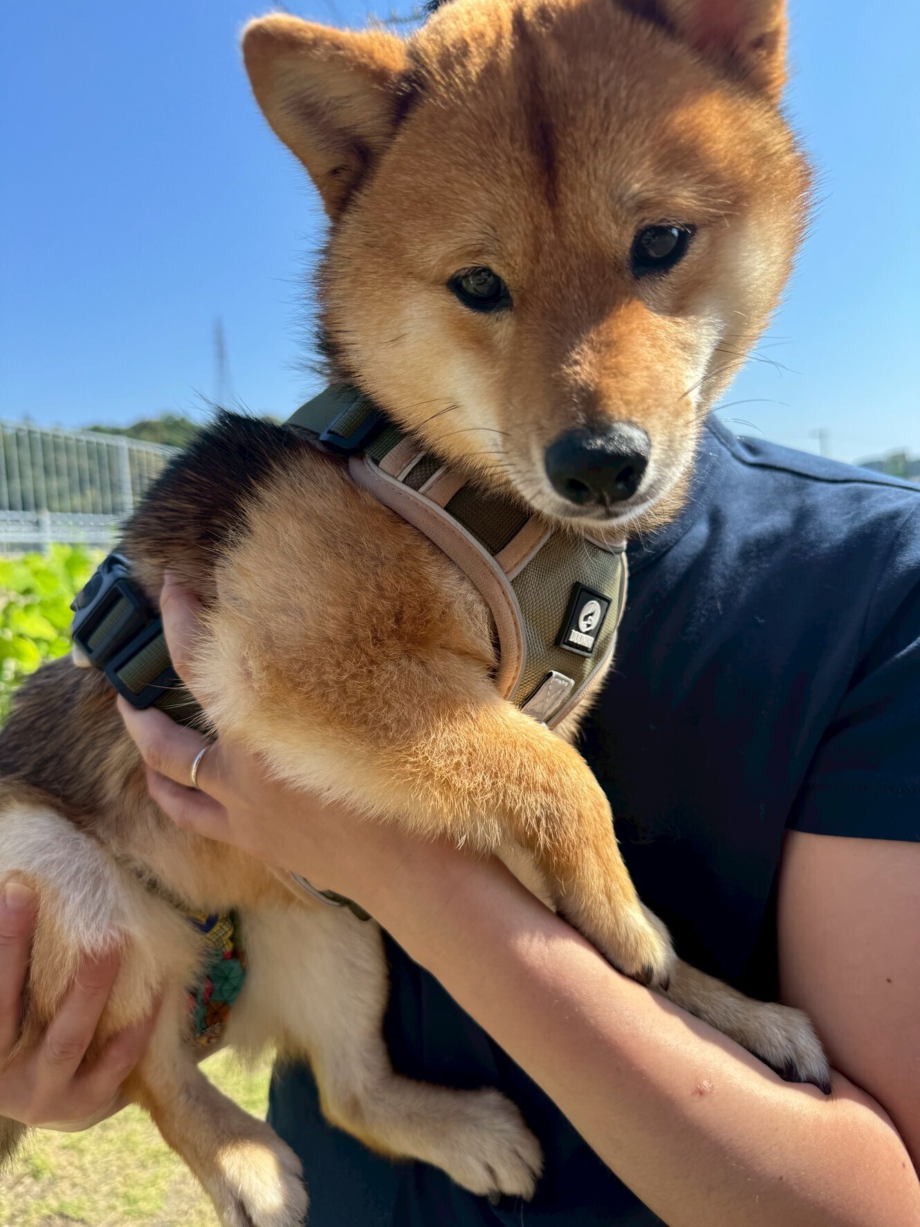 🐾【今日のわんこ】ひなた｜30日間無料体験スタート！