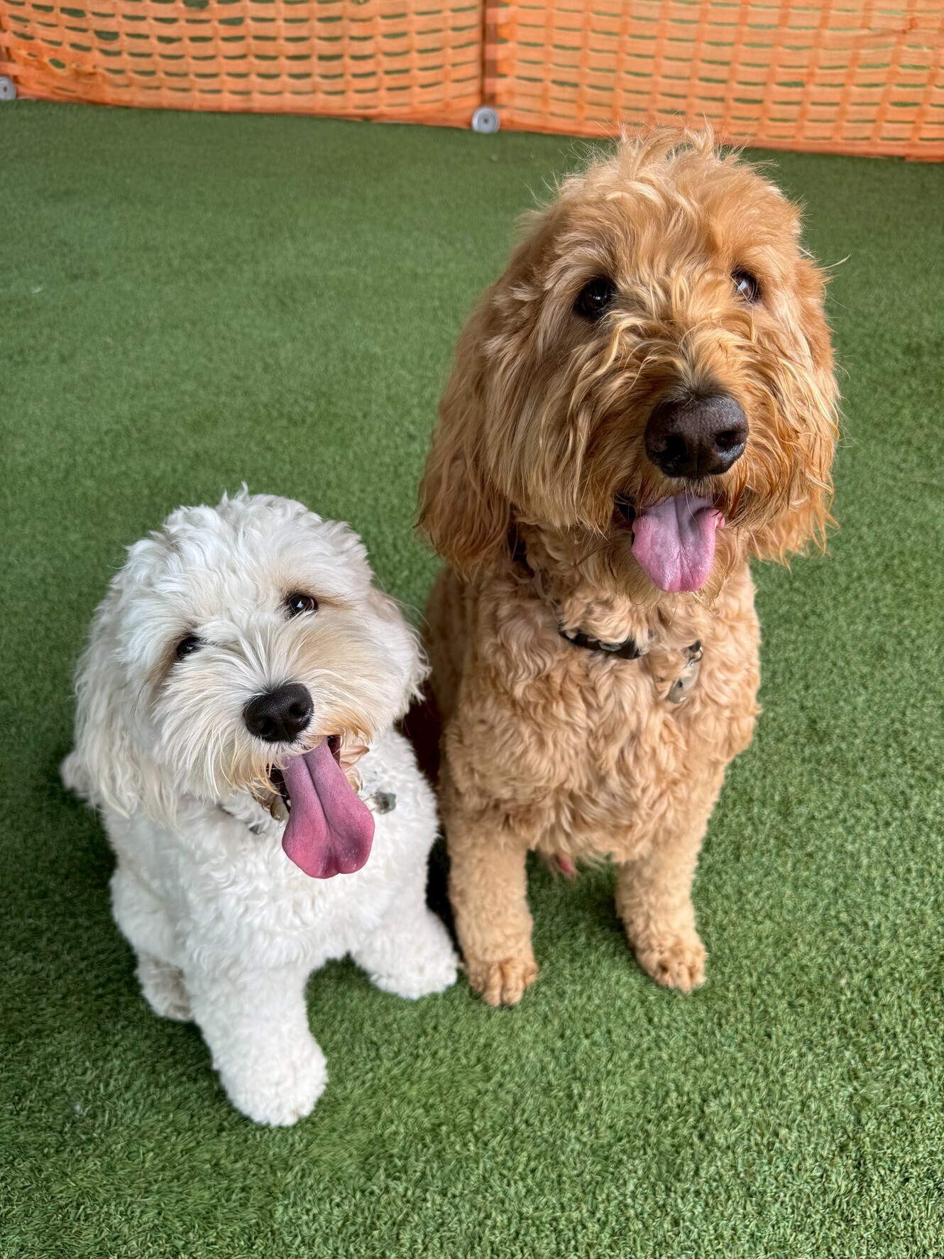 🐾【今日のわんこ】サッチモ＆エラ｜30日間無料体験スタート！