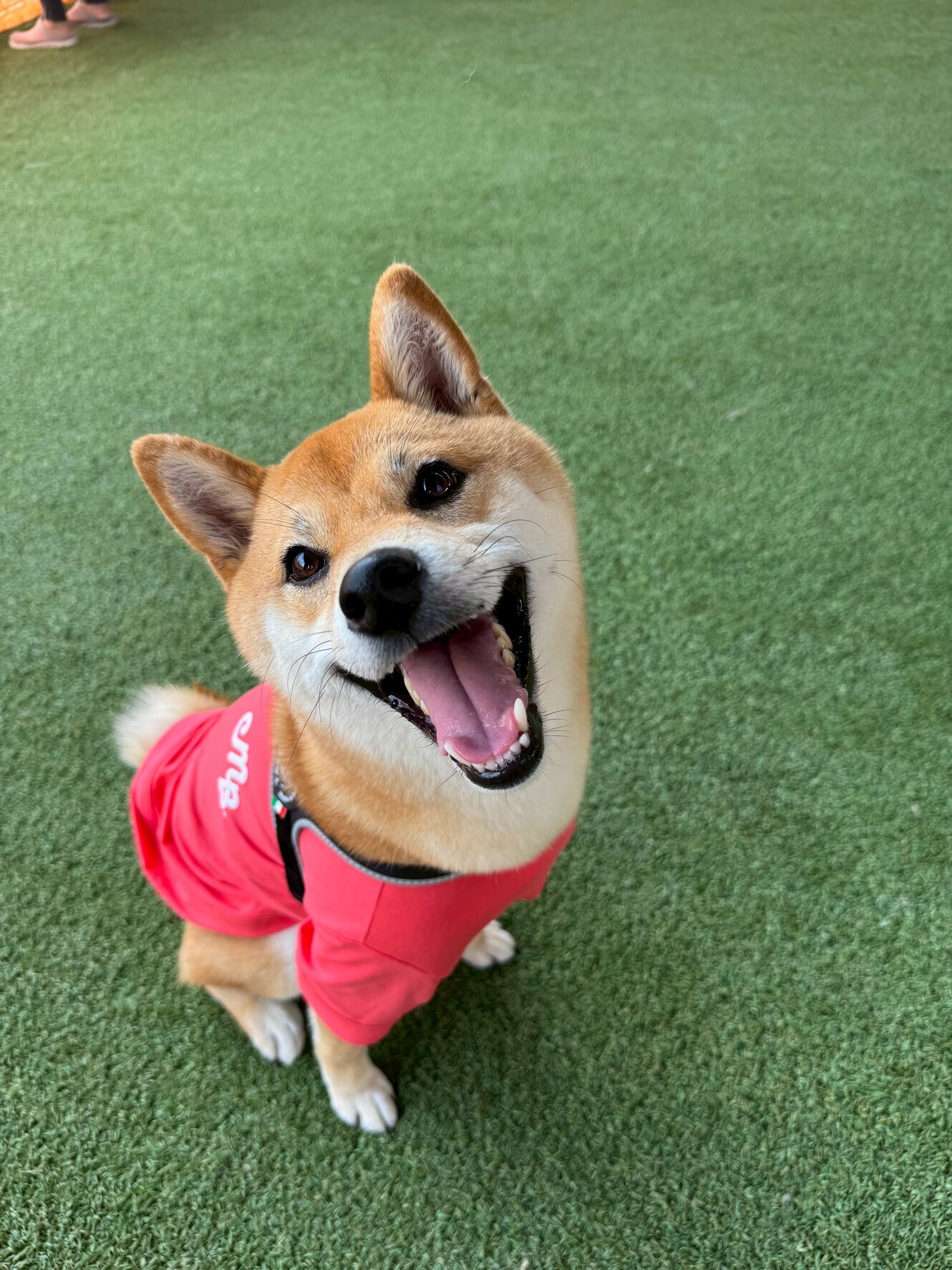 🐾【今日のわんこ】まめた｜30日間無料体験スタート！