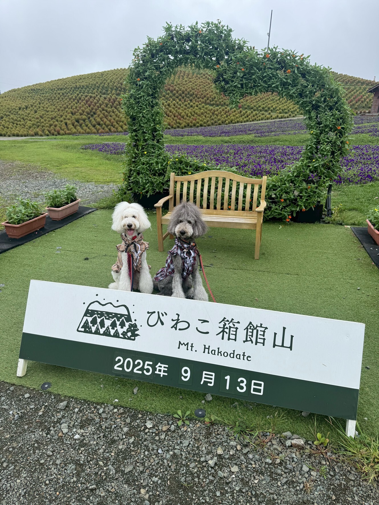 びわこ箱館山｜大型犬と行く！絶景とグルメを楽しむ犬連れおでかけ体験記