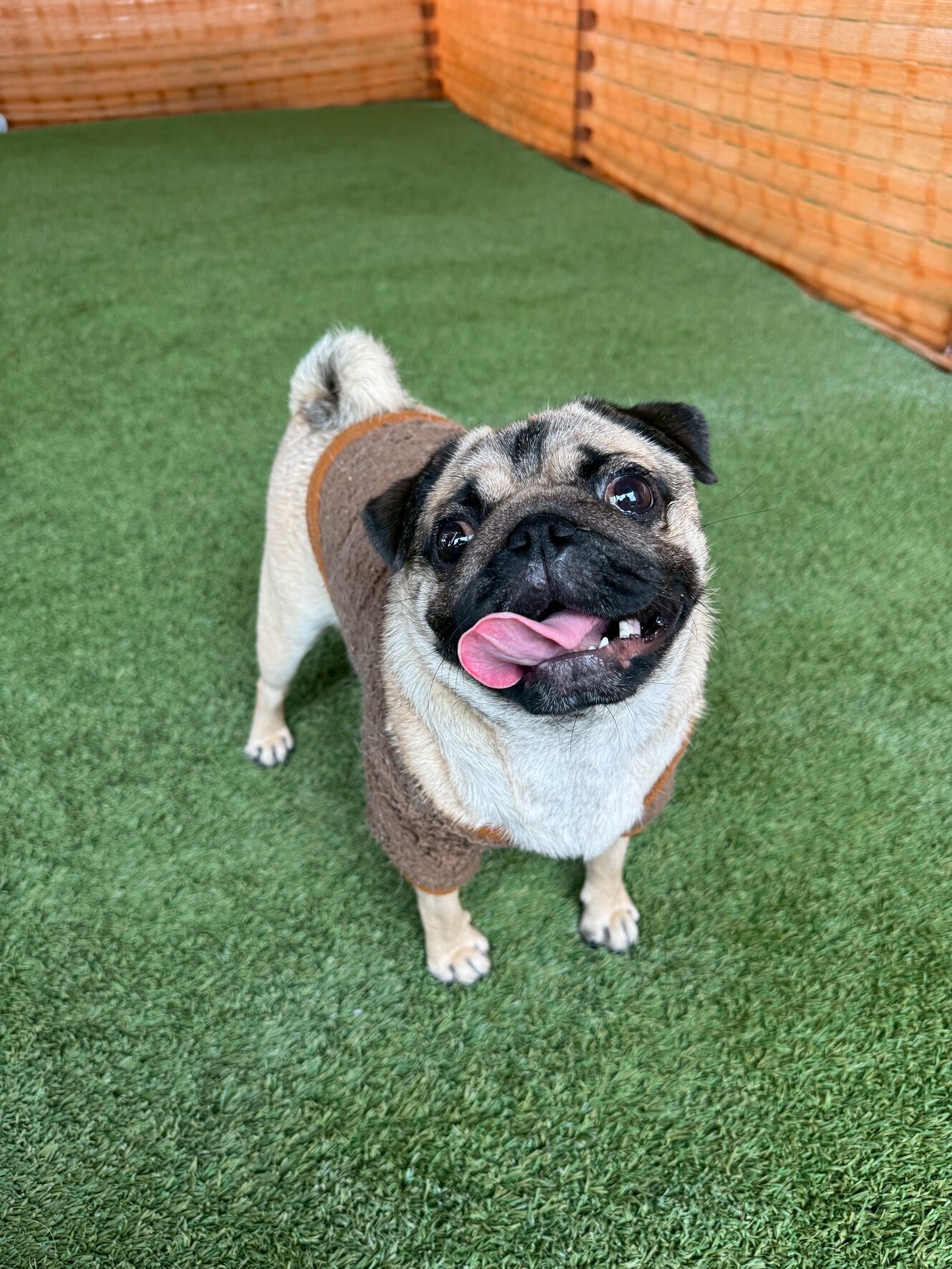 🐾【今日のわんこ】パグのぐーちゃん｜30日間無料体験スタート！