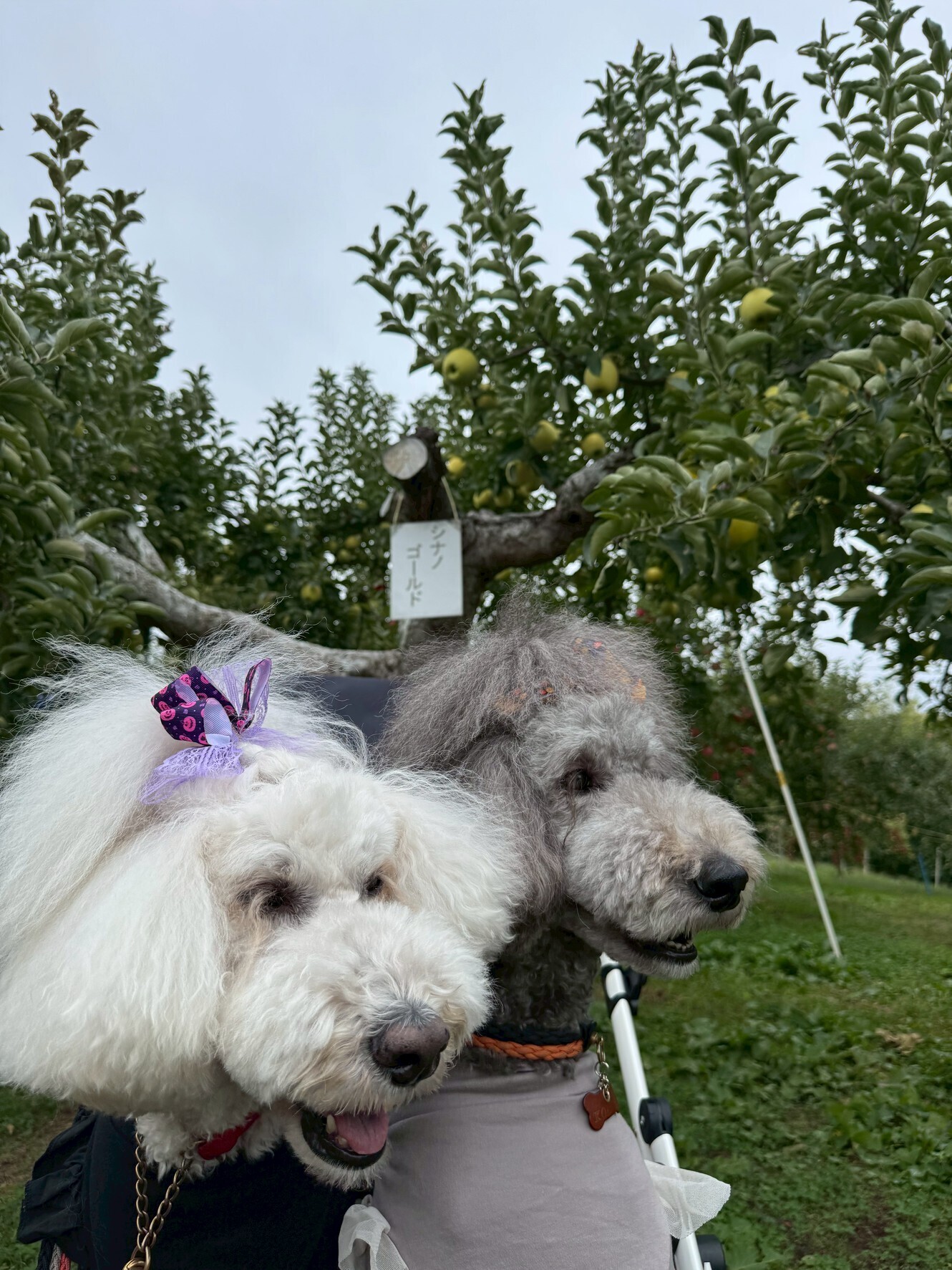 【犬連れOK】長野・丸信農園でりんご狩り🍎|細い山道の先にある“静かな隠れ家”で、愛犬と秋を満喫してきた話