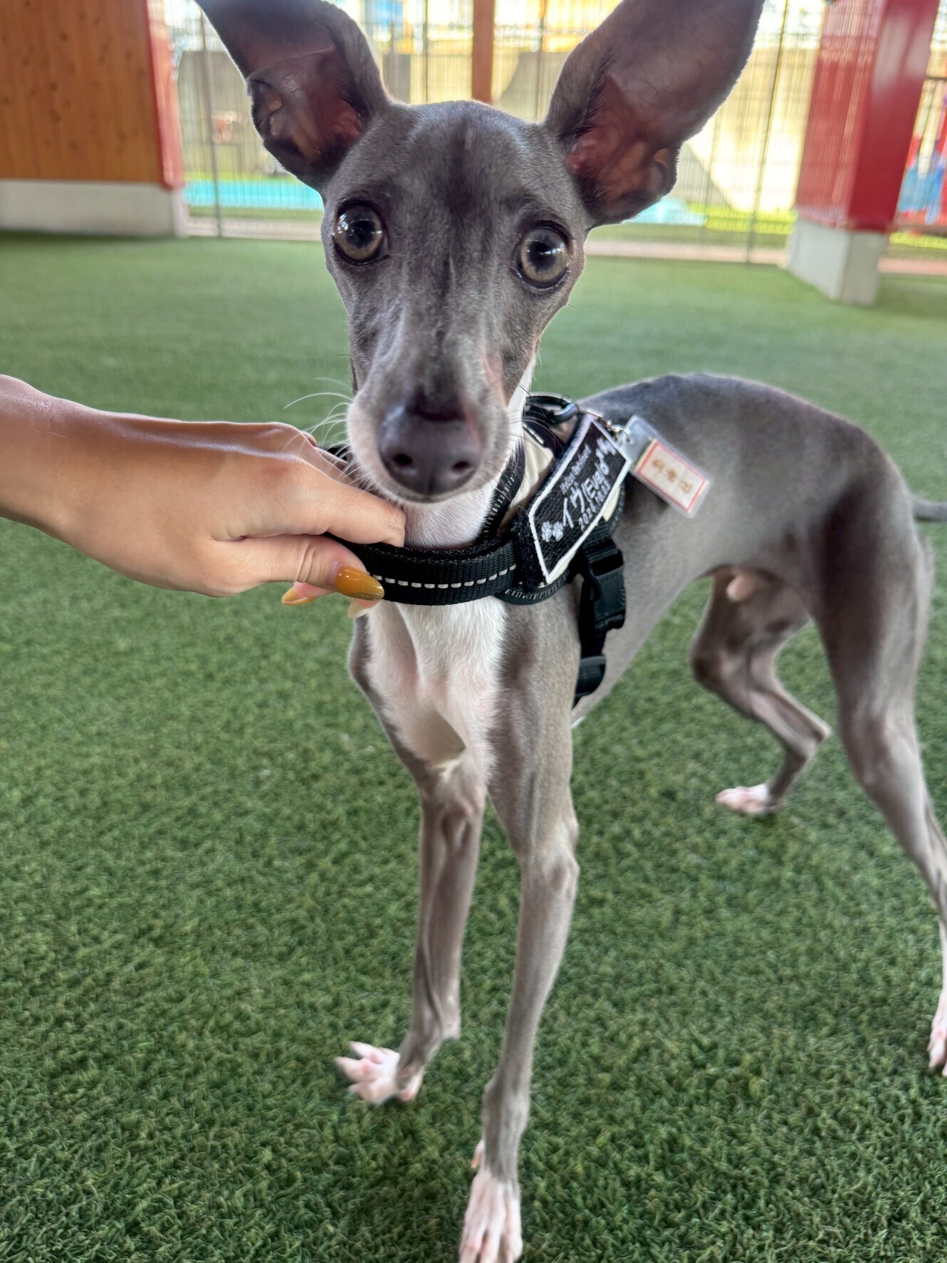 🐶今日のわんこ｜30日間無料体験スタート　イヴくん（イタリアングレーハウンド・1歳）