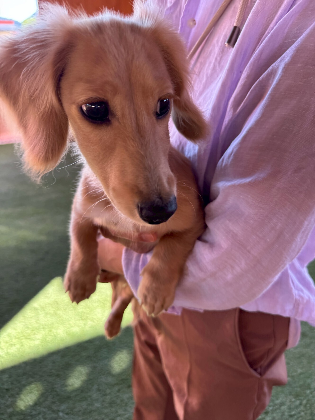 🐾【今日のわんこ｜30日間無料体験スタート】カニンヘンダックスのロイくん🐶