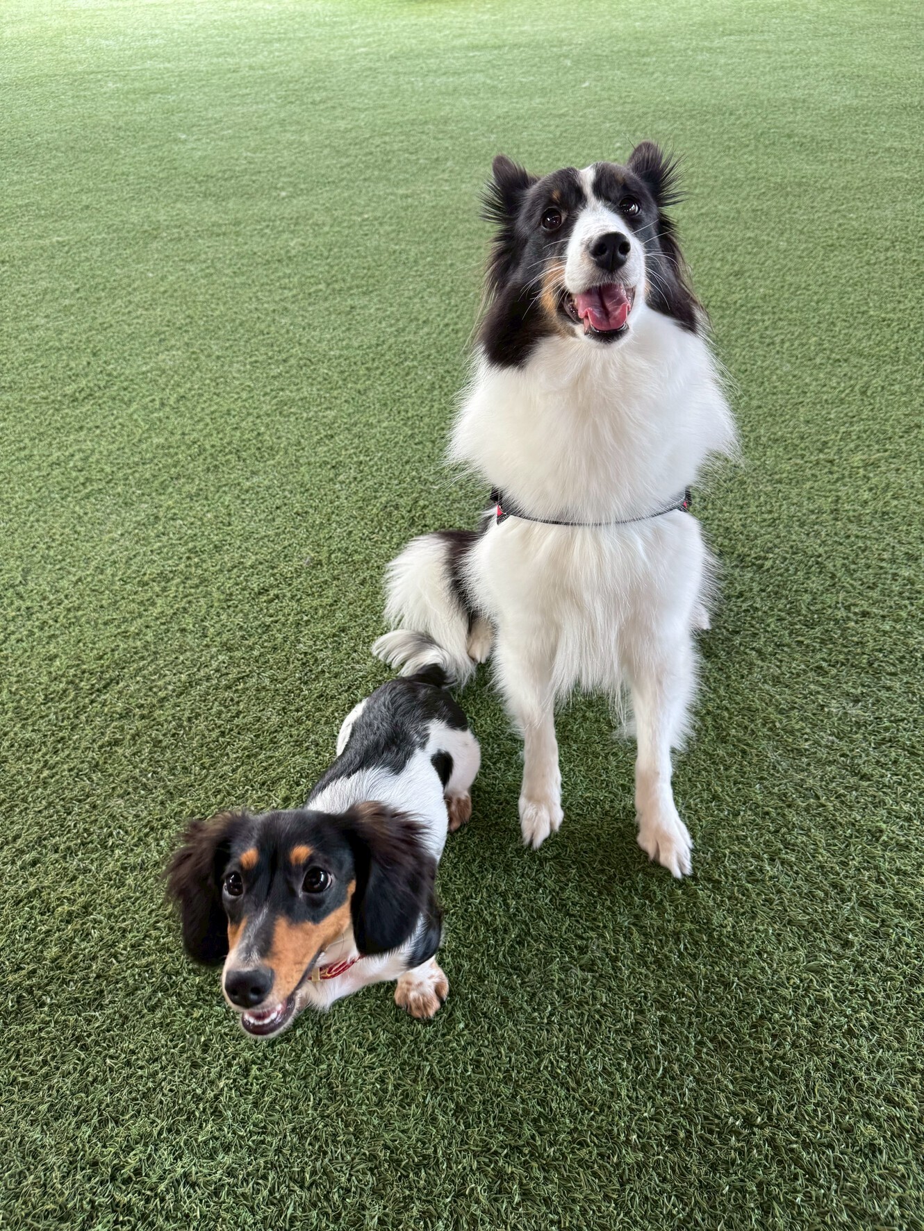 🌙【今日のわんこ｜30日間無料体験スタート】グランちゃん＆リアンちゃん