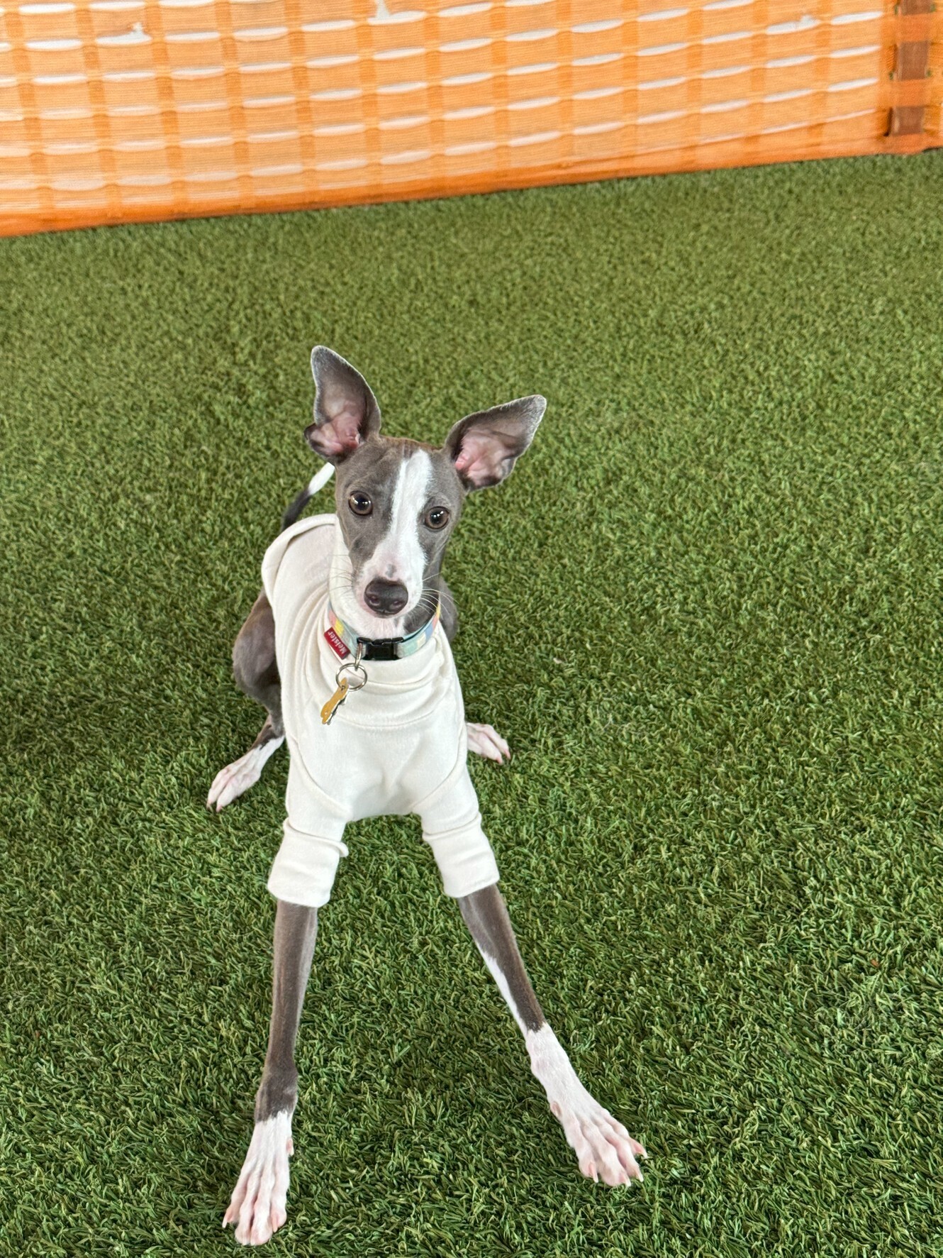 🐾【今日のわんこ｜30日間無料体験スタート】イタグレのルナちゃん