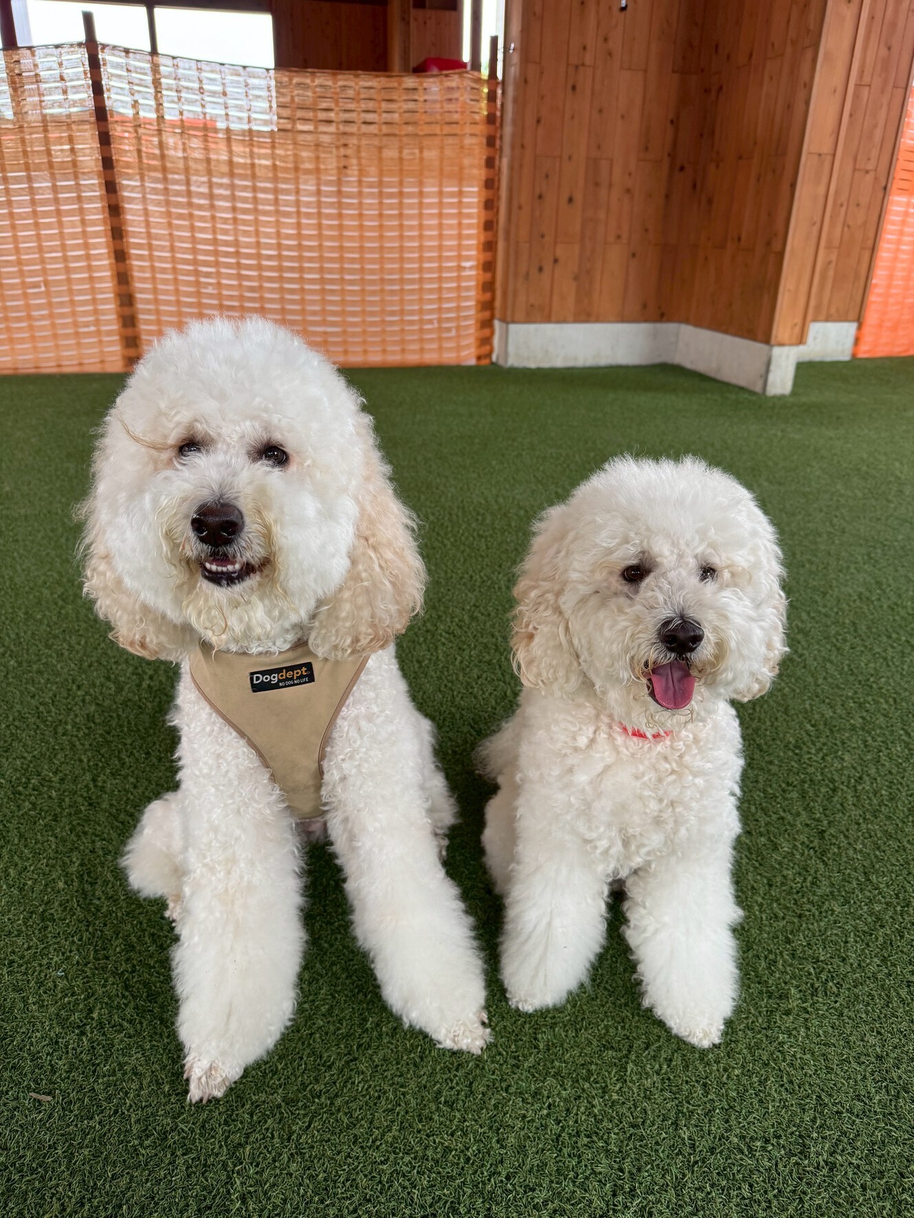 🐾【今日のわんこ｜30日間無料体験スタート】ラブラドゥードルのドール＆ムック🐶☔️