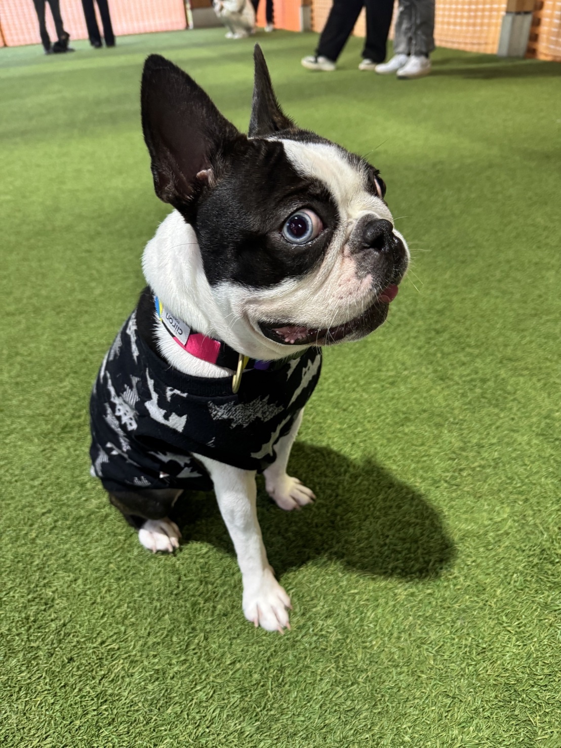 🐾【今日のわんこ｜30日間無料体験スタート】ボストンテリアの満天丸くん🌙☔️