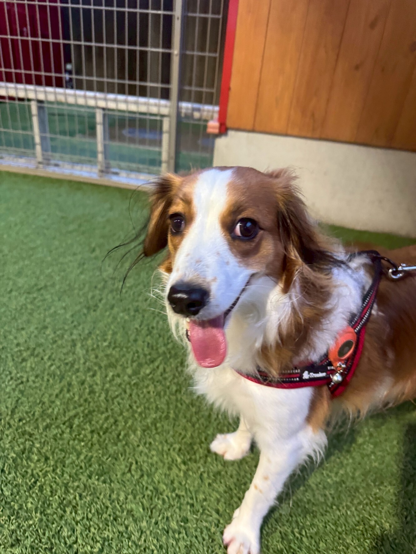 🐾【今日のわんこ｜30日間無料体験スタート】コーイケルホンディエのリゼルちゃん🌙☔️