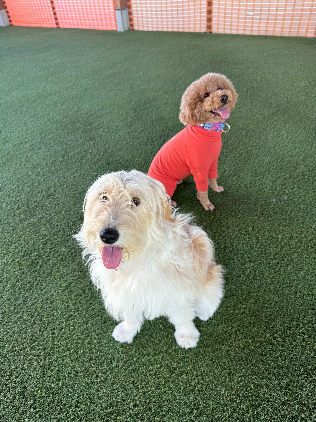 🐾【今日のわんこ｜30日間無料体験スタート】モカ＆パンナ姉妹の初体験🌿