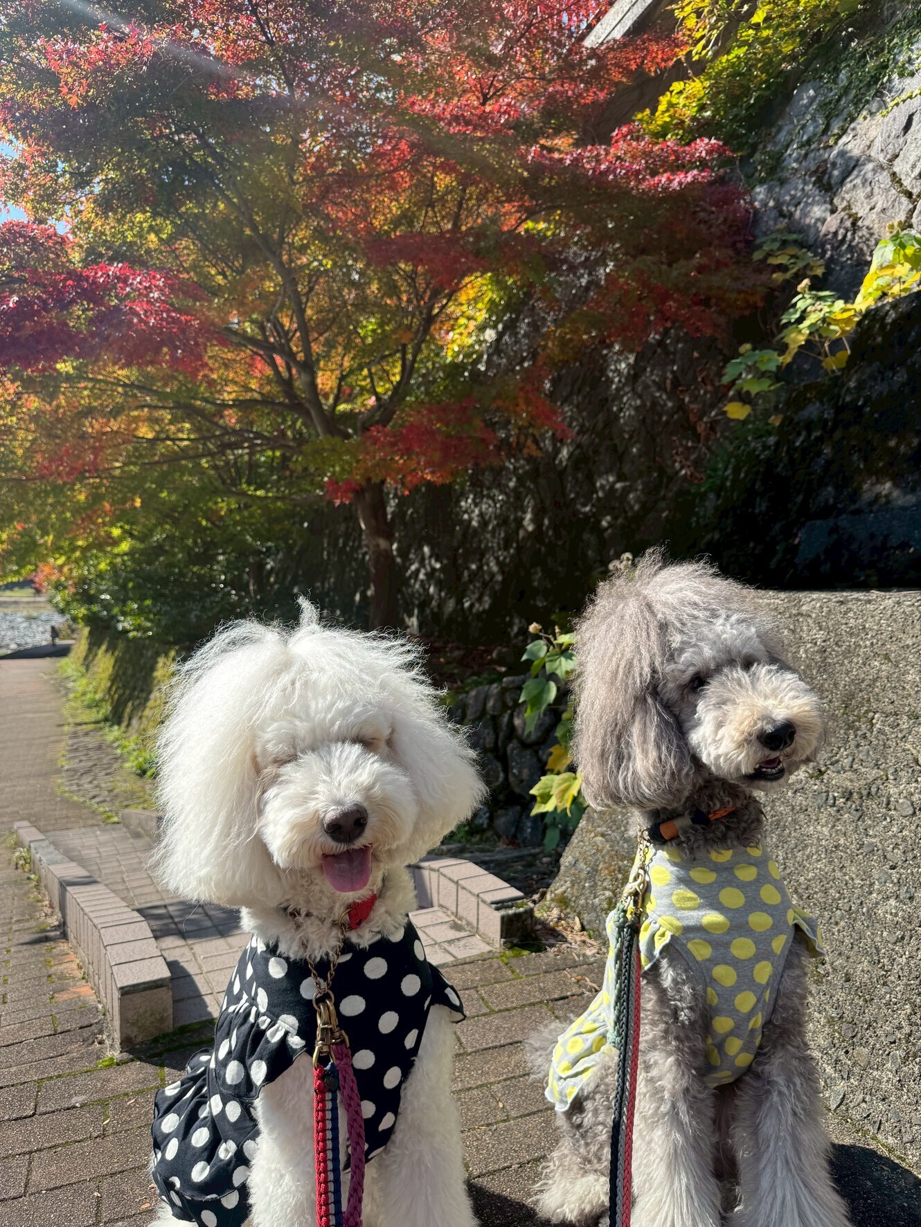 愛犬と下呂温泉へ｜紅葉と食べ歩きを満喫する秋のお出かけ日記