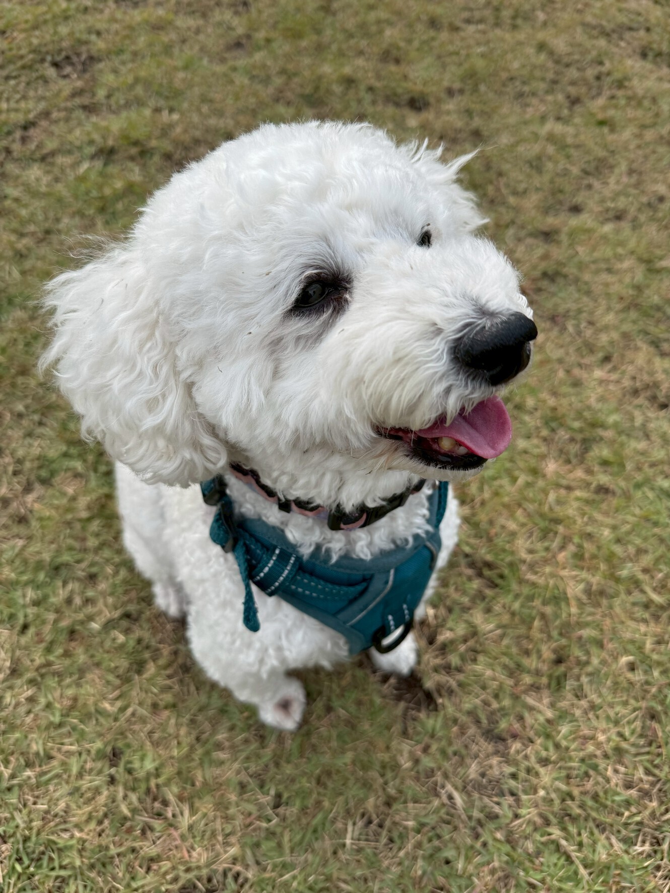 🐾【今日のわんこ｜30日間無料体験スタート】トイプードルのリーフくん☀️🐩