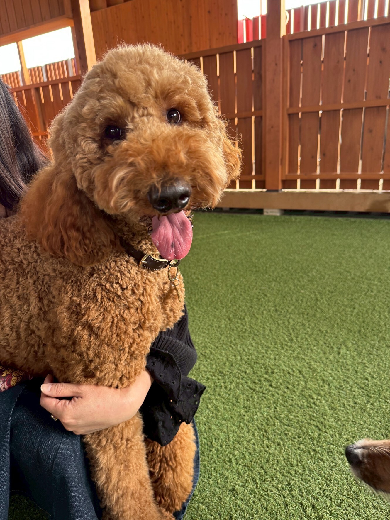 🐾【今日のわんこ｜30日間無料体験スタート】スタンダードプードルのアランくん☀️🐩