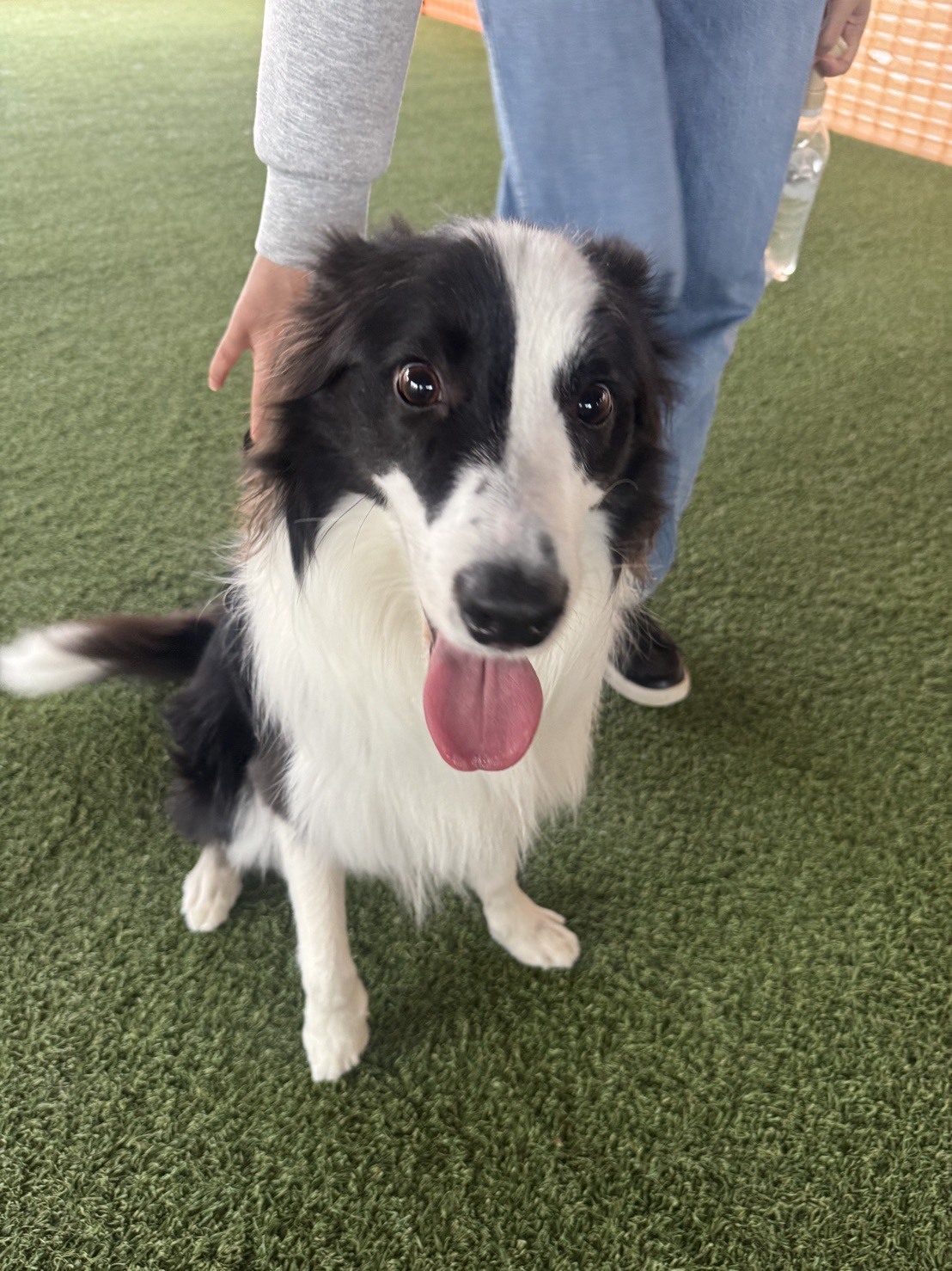 🐾【今日のわんこ｜30日間無料体験スタート】ボーダーコリー・ノアくん