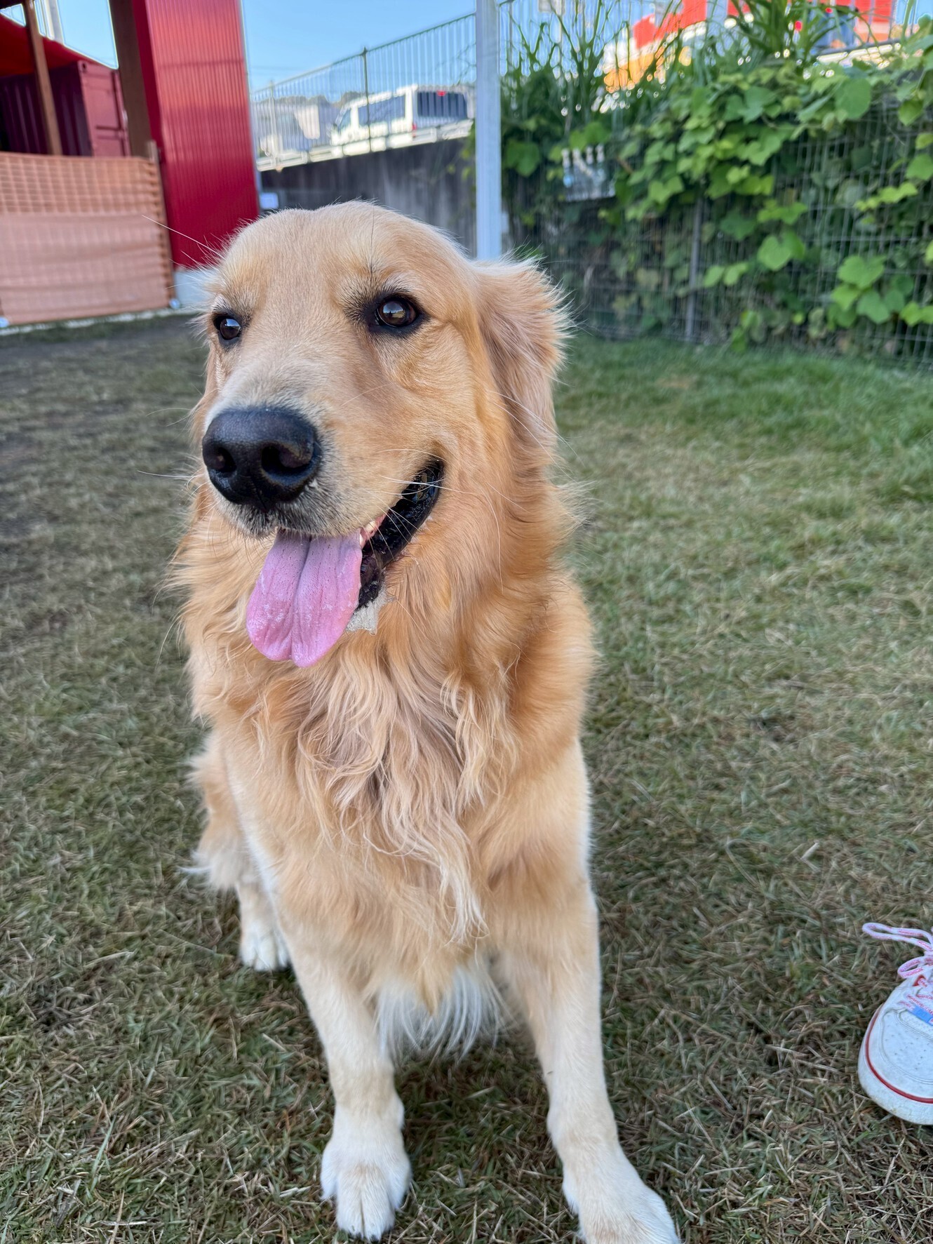 🐾【今日のわんこ｜30日間無料体験スタート】ゴールデンレトリバー、ボスくん