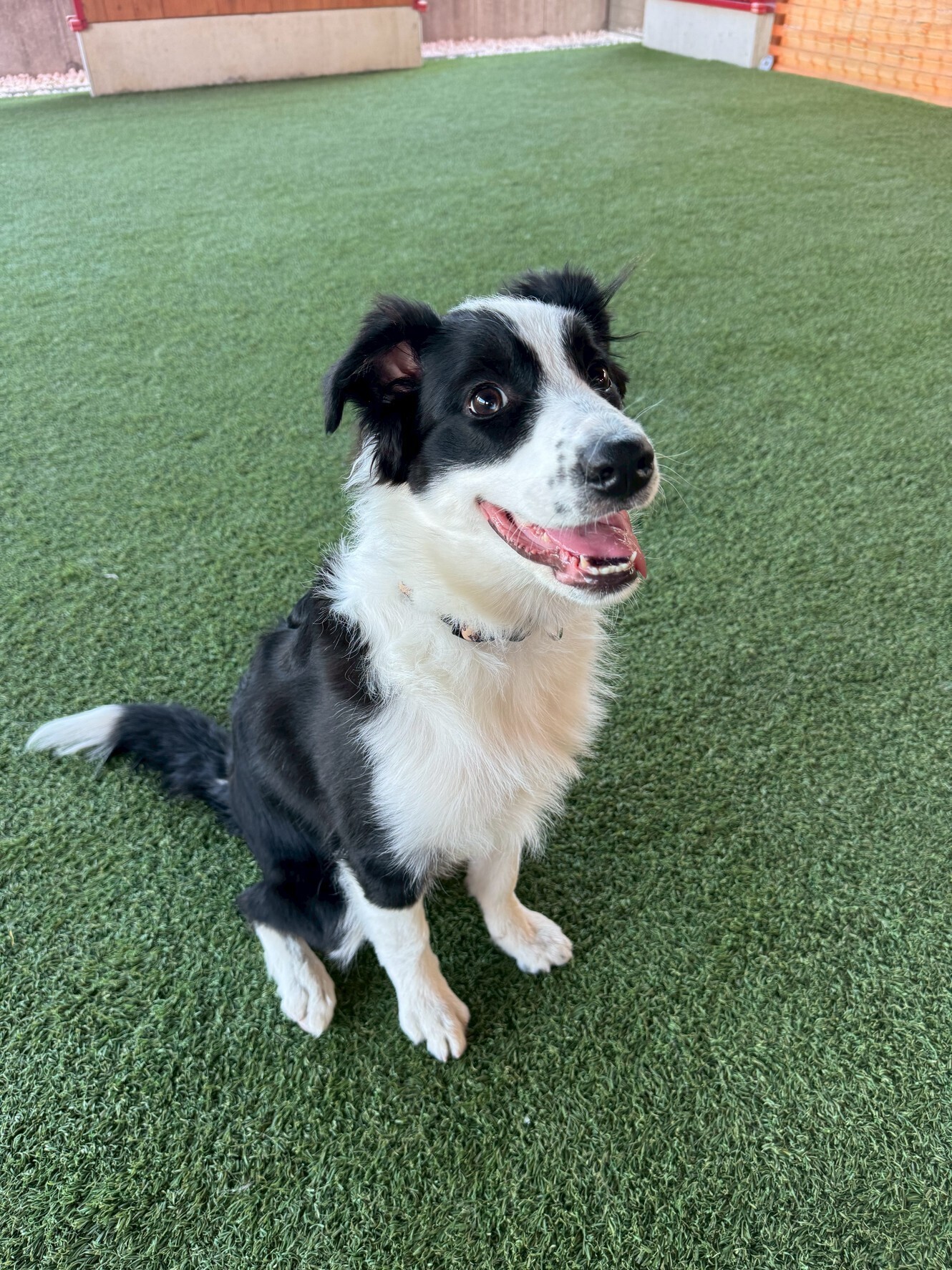 【今日のわんこ｜30日間無料体験スタート】ボーダーコリー・ぺむちゃん