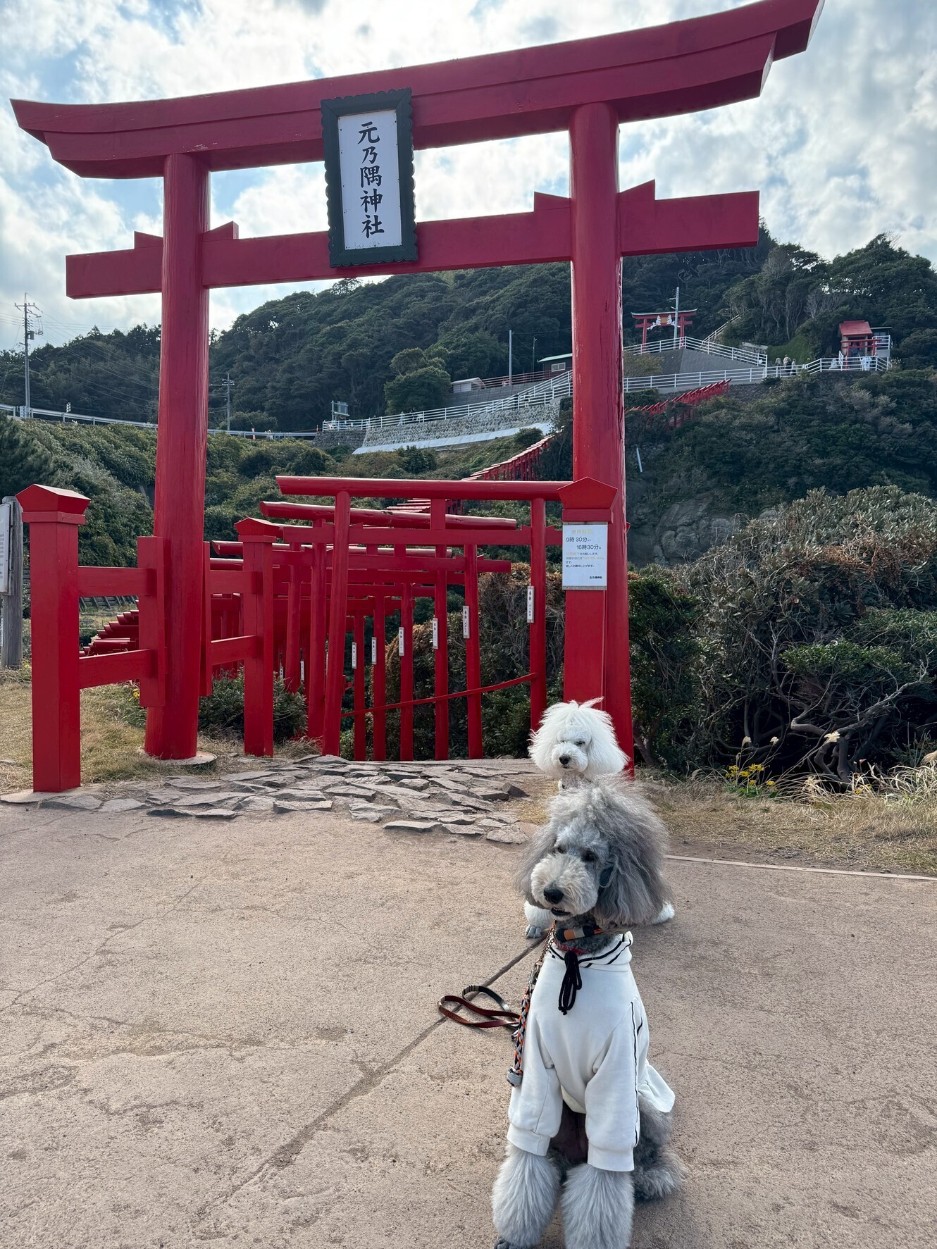 わんこと旅するキャンピングカー｜元乃隅神社編― 車中泊だから、遠くの絶景にも気軽に行ける ―