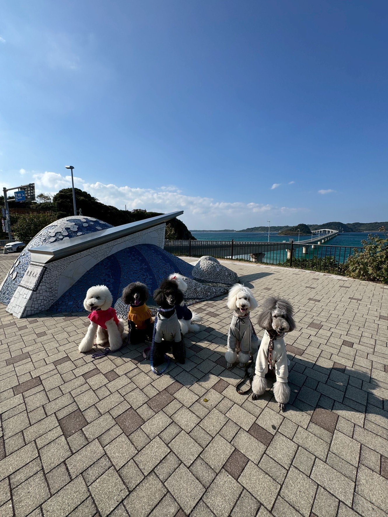 わんこと旅するキャンピングカー｜角島大橋編― 車中泊で行く、海の絶景とわんこの笑顔 ―