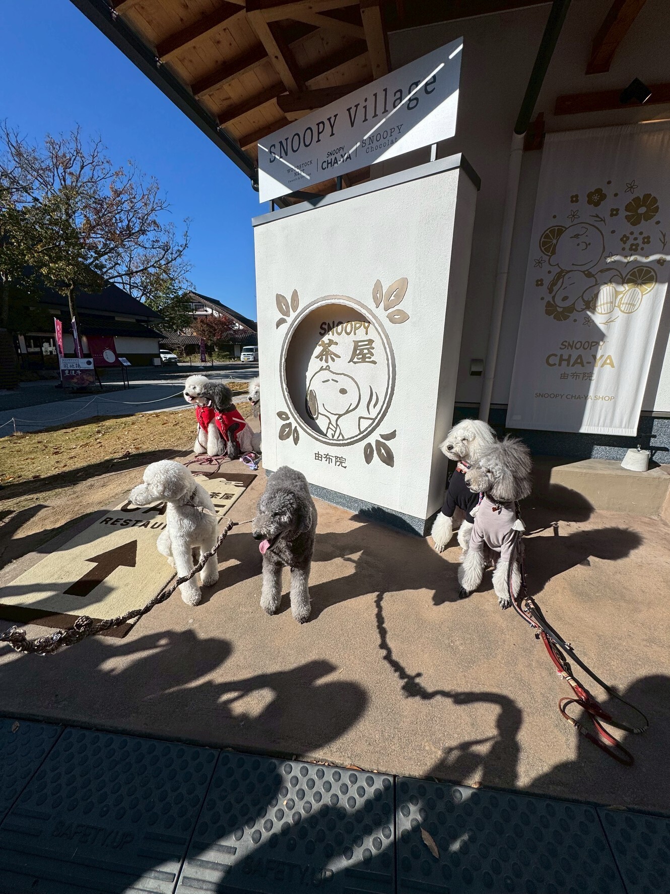 わんこと旅するキャンピングカー｜湯布院・湯の坪街道編― ゆったり歩いて、わんこと楽しむ風情ある街並み ―