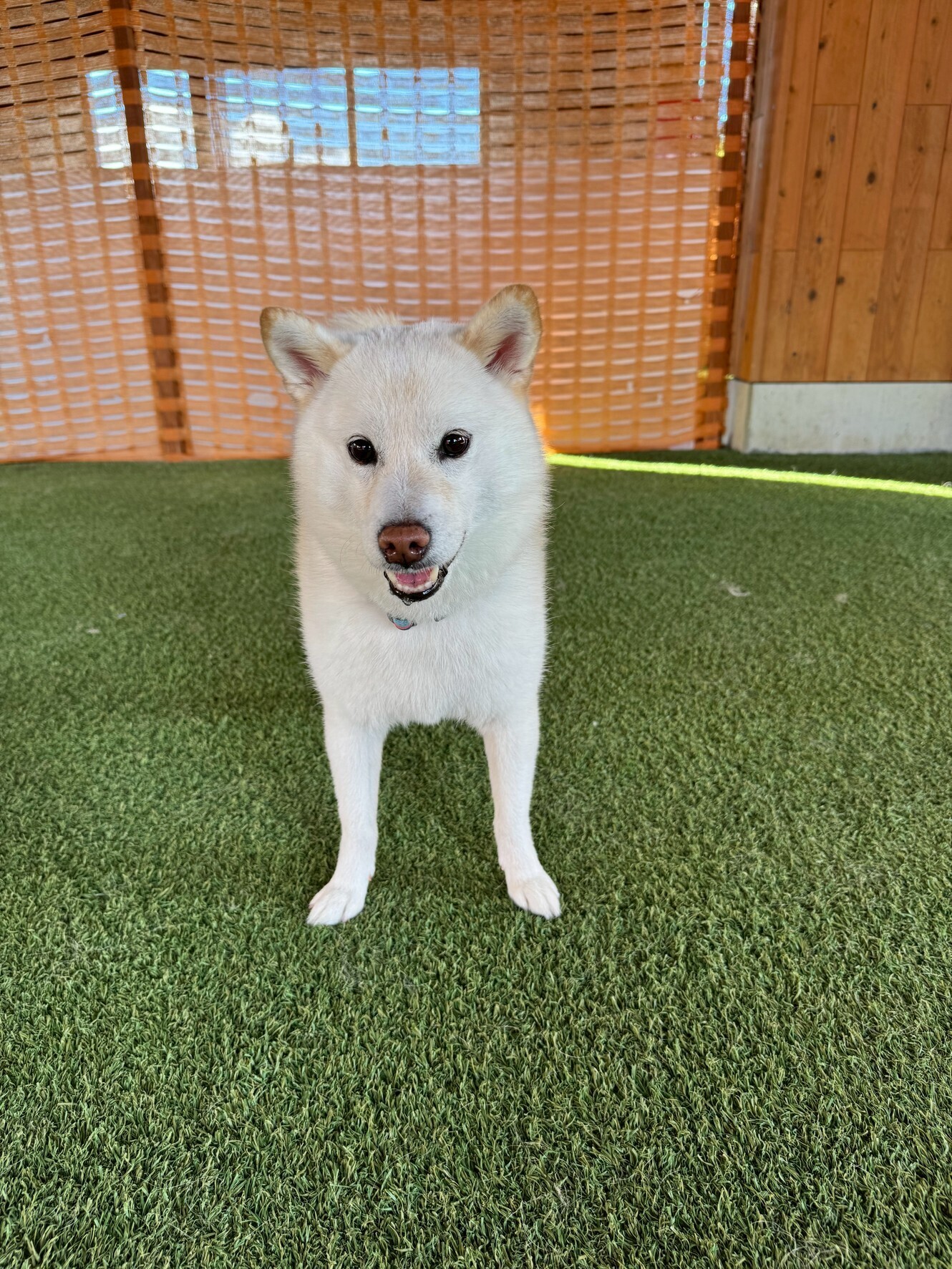 【今日のわんこ｜30日間無料体験スタート】柴犬・天照（あまてらす）ちゃん