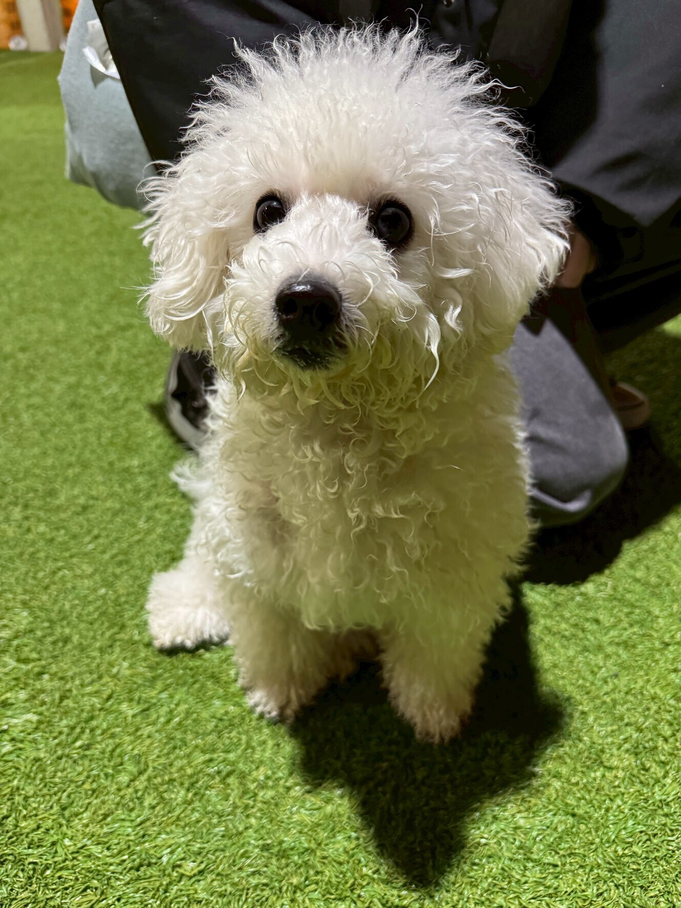 【今日のわんこ|30日間無料体験スタート】ビションフリーゼ・りりちゃん