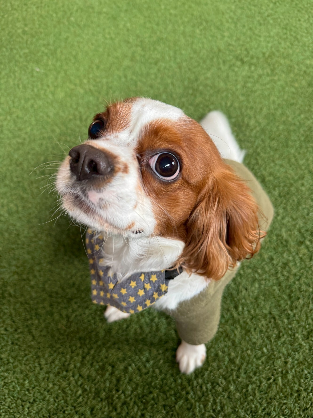 【今日のわんこ|30日間無料体験スタート】キャバリア・ロンくん