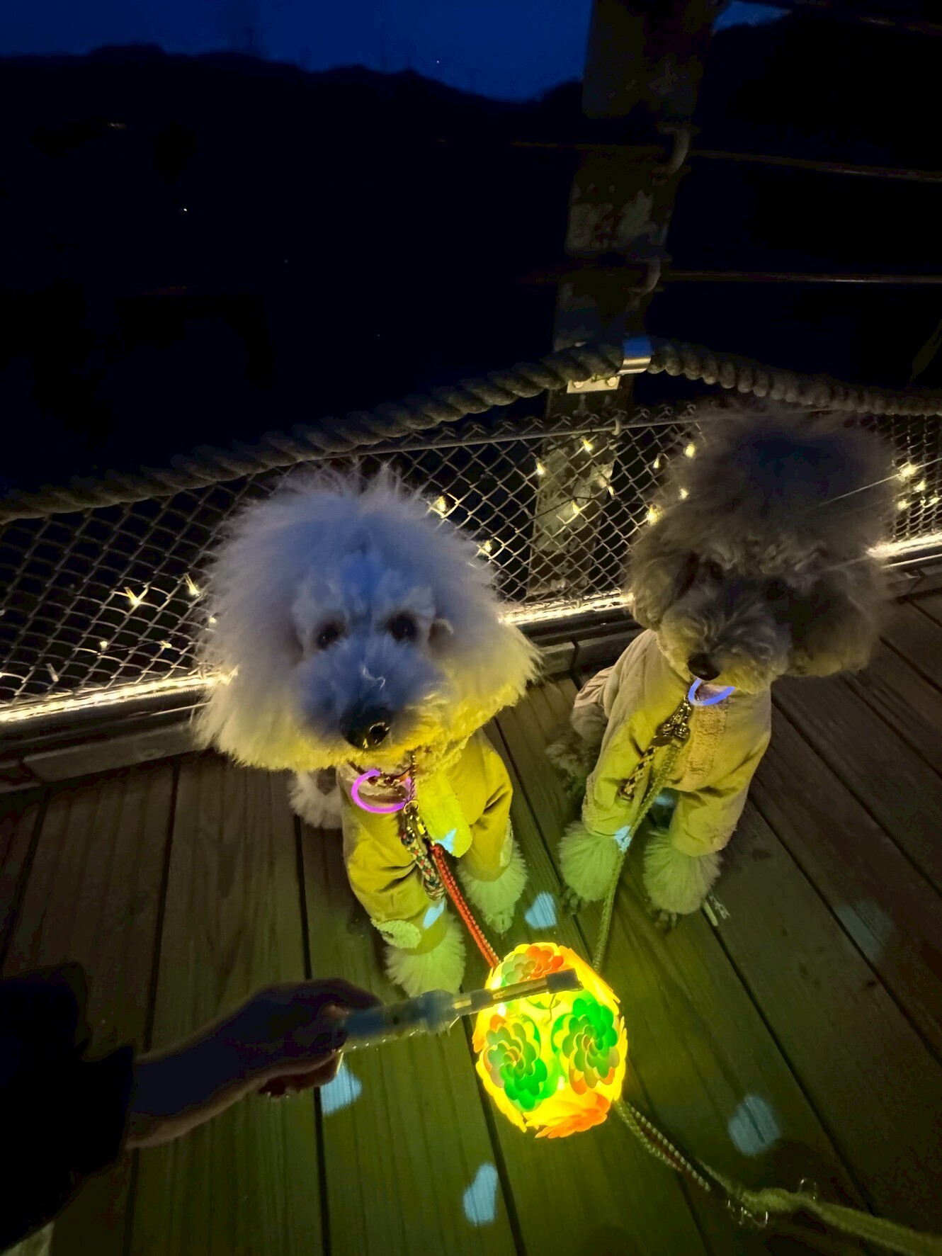 ใ๐ ๅฐใใใคใๅฑฑ้ใฎๅ
ใซใใฃใใๅฟใใใใชใๅคใๆใฎใใฉใณใณ ใคใซใใใผใทใงใณใซ่กใฃใฆใใพใใ