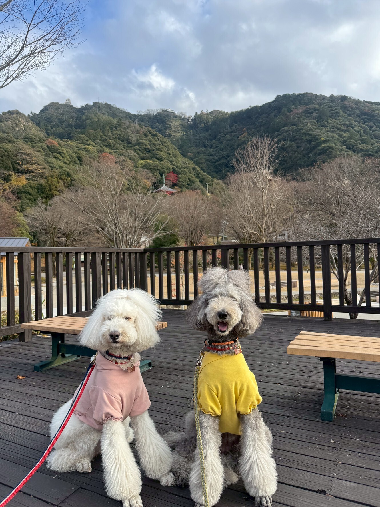 🐶 岐阜城楽市を愛犬と楽しむ｜散歩＋食べ歩きにちょうどいい犬連れスポット