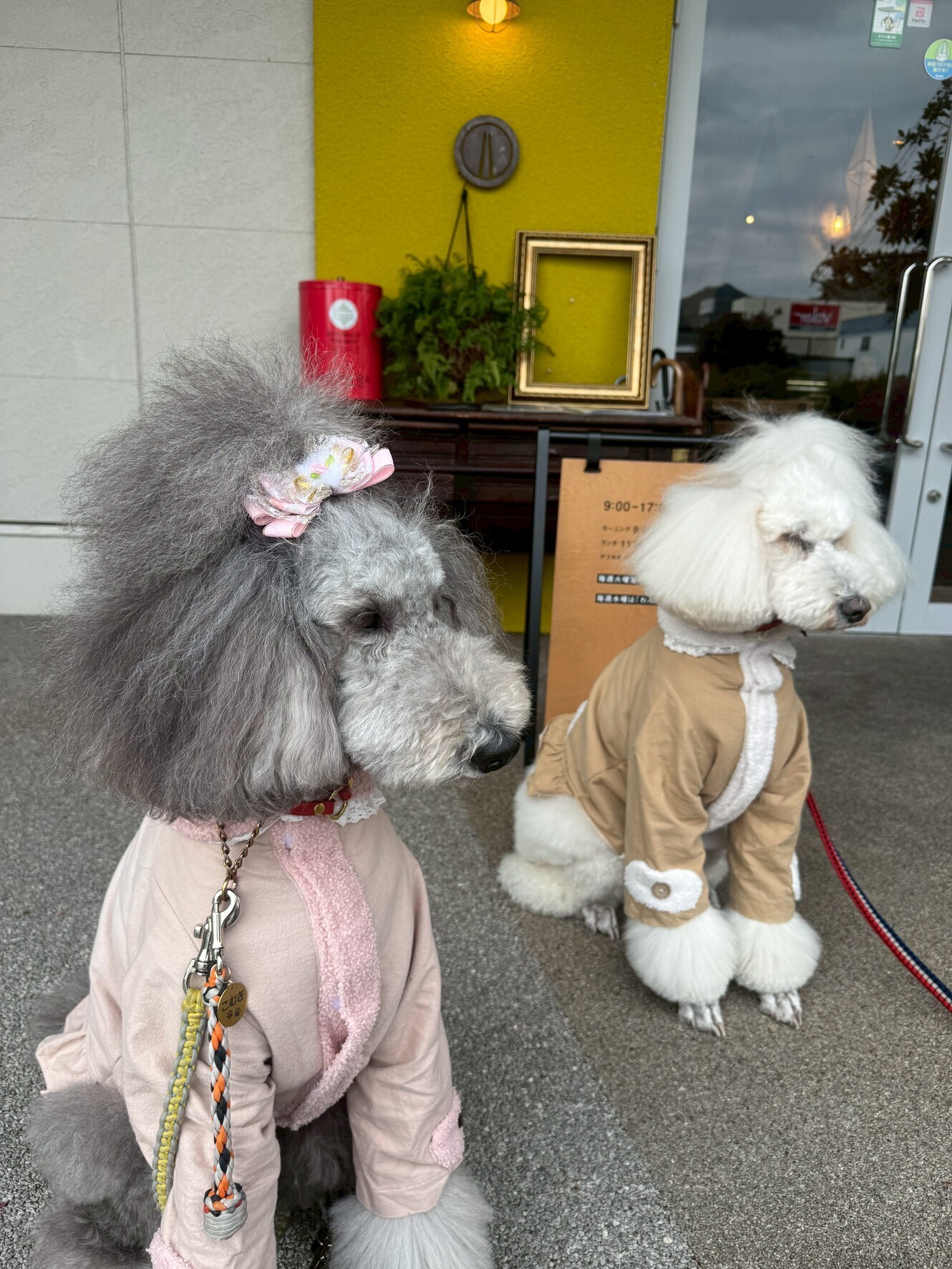 犬連れランチで行ってみた｜アジャーラー長良店は個室がちょうどよかった