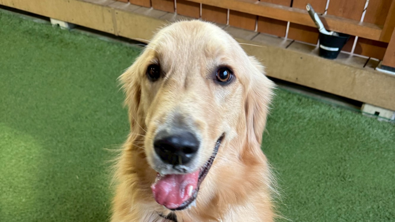 今日のわんこ｜トミー（ゴールデンレトリバー・2歳3ヶ月）