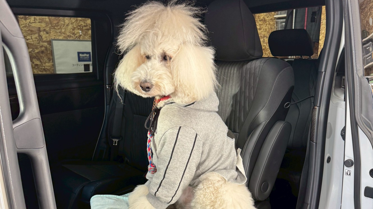 愛犬の老後に、こんなこと考えたことありませんか？