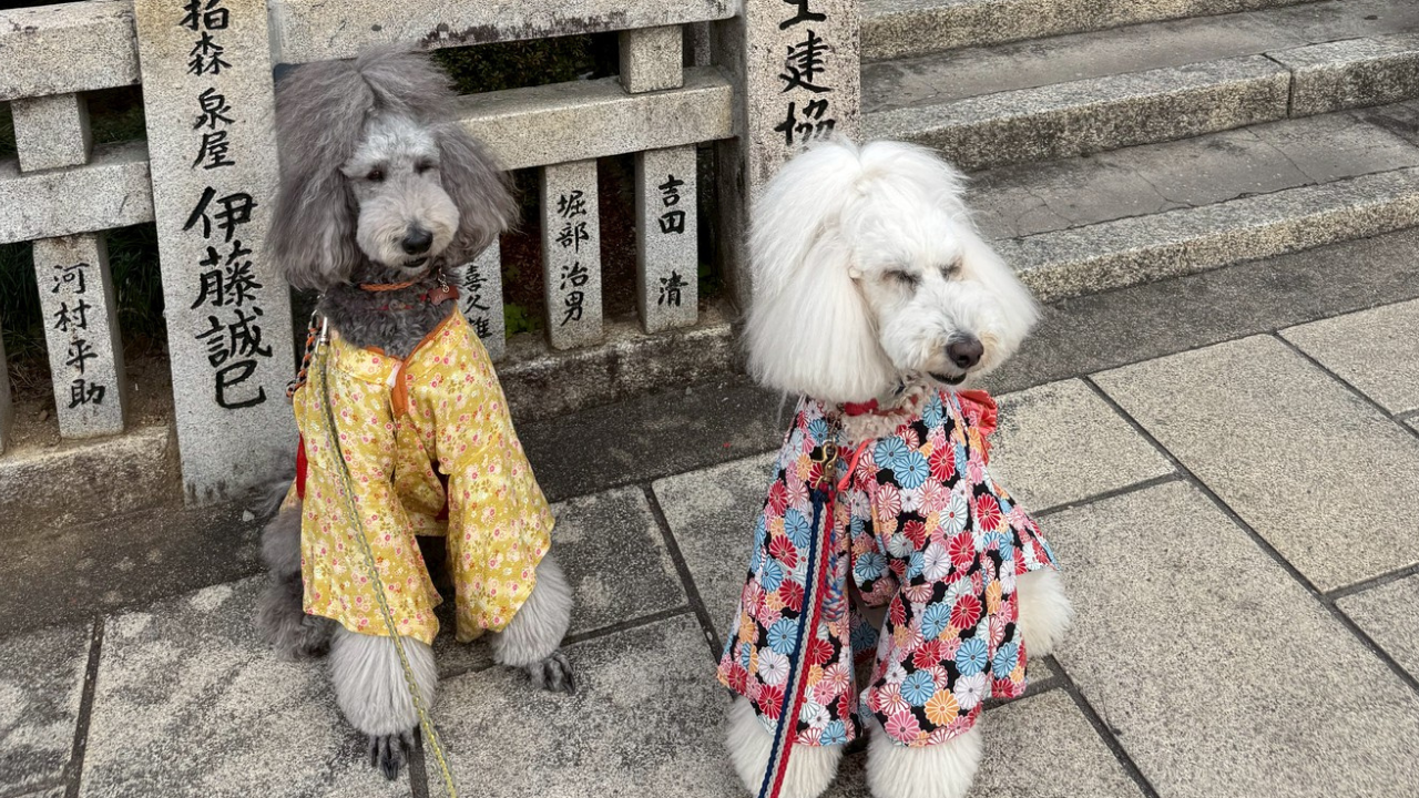 【犬山成田山で初詣】2026年も、小夏と小麦と一緒に行ってきました