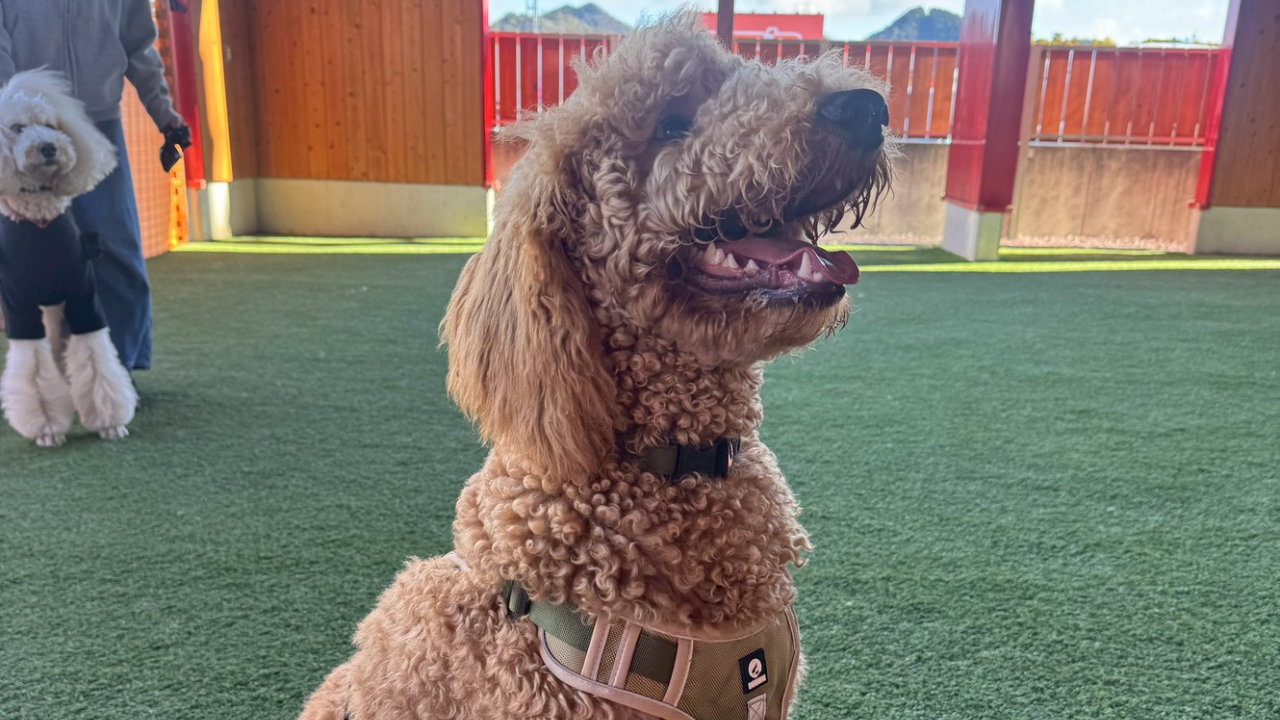 今日のわんこ｜ジロウ（スタンダードプードル・7ヶ月）