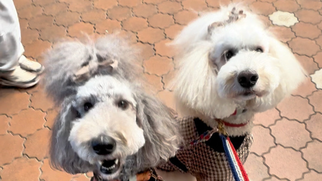 スタンプー2頭と行く、伊豆アニマルキングダム