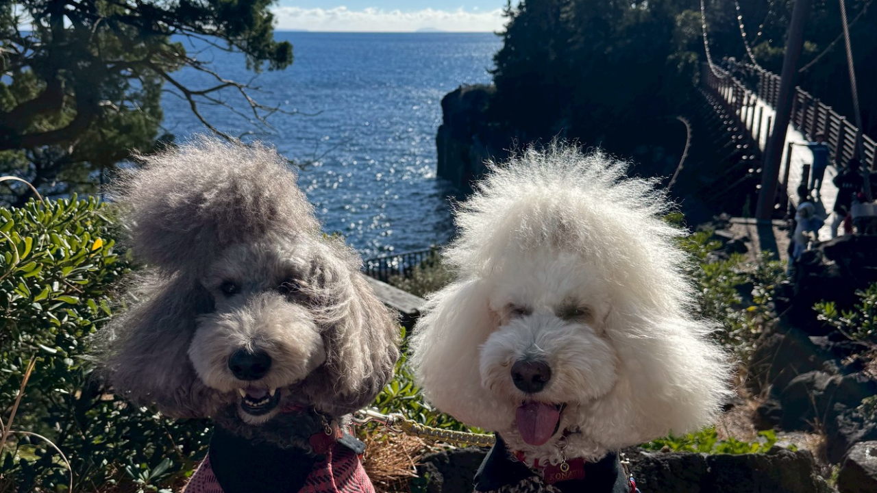 小夏と小麦の大冒険|城ヶ崎海岸・門脇つり橋へ