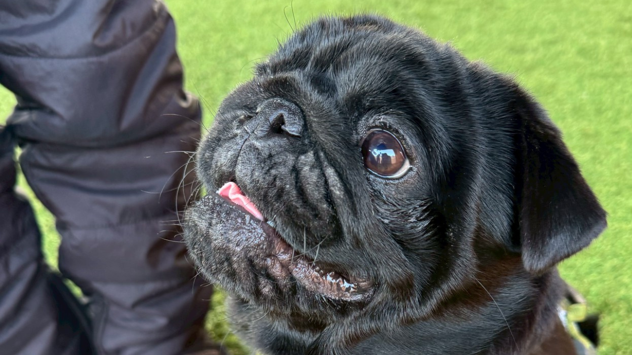 今日のわんこ|ロブ(パグ・11ヶ月)