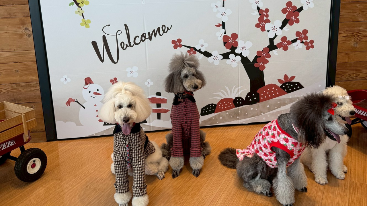 🐾【体験レポ】雨の祝日でも満足度高い。