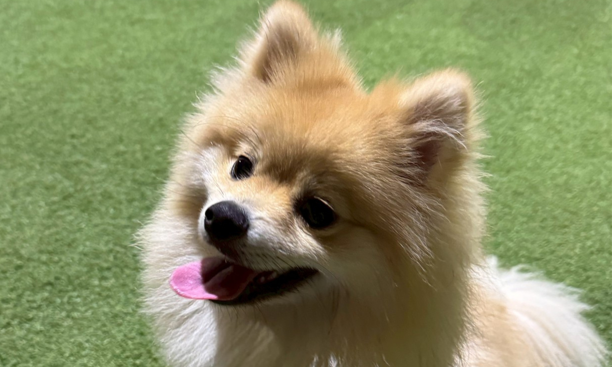 今日のわんこ｜魁（ポメラニアン・1歳3ヶ月）